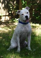 Bulloxer Dogs for adoption in Amherst, OH, USA