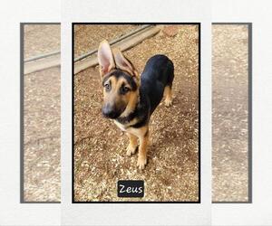 German Shepherd Dog Dogs for adoption in Granbury, TX, USA
