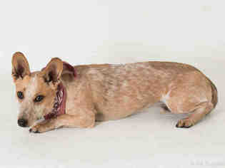 Pembroke Welsh Corgi-Unknown Mix Dogs for adoption in South Lake Tahoe, CA, USA