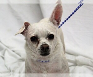 Chihuahua Dogs for adoption in Rowayton, CT, USA