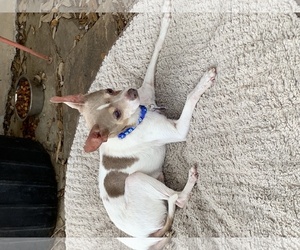 Medium Photo #1 Chihuahua-Unknown Mix Puppy For Sale in Boerne, TX, USA