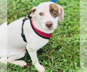 Pointer Dogs for adoption in Cumming, GA, USA