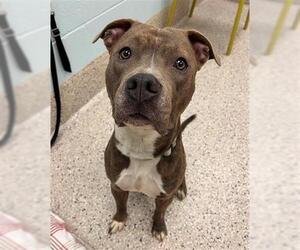 Staffordshire Bull Terrier Dogs for adoption in Brighton, CO, USA