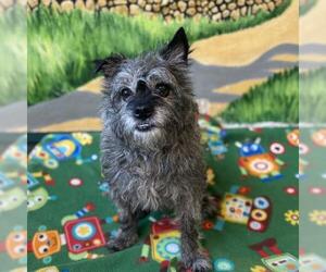 Cairn Terrier Dogs for adoption in Rohnert Park, CA, USA