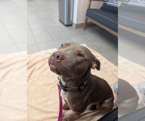 American Pit Bull Terrier-Unknown Mix Dogs for adoption in Germantown, OH, USA