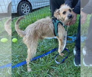 Mutt Dogs for adoption in Stanhope, NJ, USA