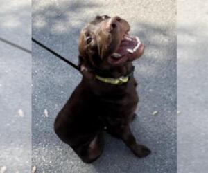 Labrador Retriever Dogs for adoption in San Antonio, TX, USA