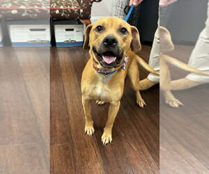 Boxer-Unknown Mix Dogs for adoption in Holly Springs, NC, USA