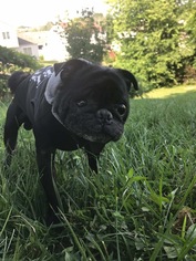 Pug Dogs for adoption in Florence, KY, USA