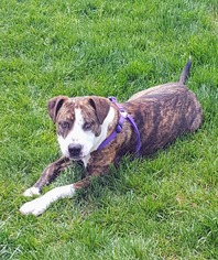 Staffordshire Bull Terrier Dogs for adoption in Cedar Rapids, IA, USA