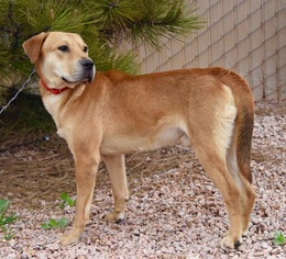 Chow Chow-Unknown Mix Dogs for adoption in Payson, AZ, USA