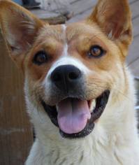 Medium Photo #1 Beagle-Unknown Mix Puppy For Sale in Millersville, NJ, USA