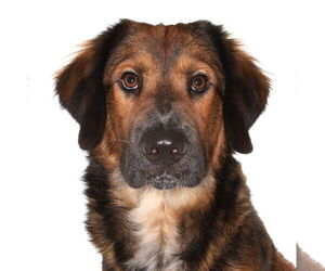 Spaniel-Unknown Mix Dogs for adoption in Oakland Park, FL, USA