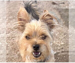 Mutt Dogs for adoption in Canton, CT, USA