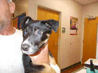 Border-Aussie Dogs for adoption in Lacombe, LA, USA