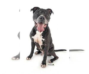 Bullboxer Pit Dogs for adoption in Costa Mesa , CA, USA