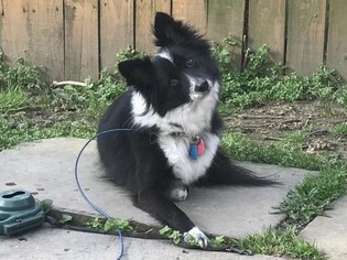 Border-Aussie Dogs for adoption in Akron, OH, USA