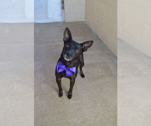 Mutt Dogs for adoption in McKinney, TX, USA