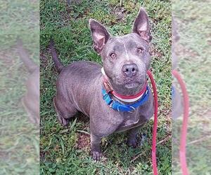 American Staffordshire Terrier Dogs for adoption in Fort Lauderdale, FL, USA