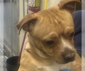 Chihuahua Dogs for adoption in San Bernardino, CA, USA