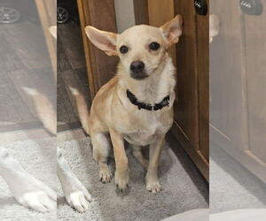 Chihuahua-Unknown Mix Dogs for adoption in New London, WI, USA