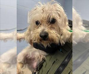 Maltese Dogs for adoption in Woodland, CA, USA