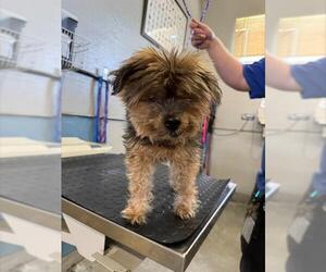 Mutt Dogs for adoption in Camarillo, CA, USA