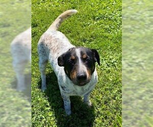 Mutt Dogs for adoption in Sistersville, WV, USA