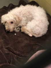 Poodle (Miniature) Dogs for adoption in Davis, CA, USA