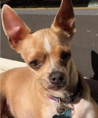 Medium Photo #1 Chihuahua Puppy For Sale in San Francisco, CA, USA