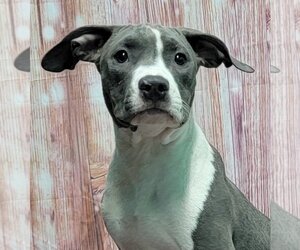 American Pit Bull Terrier Dogs for adoption in Wetumpka, AL, USA