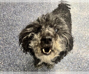 Poodle (Miniature)-Unknown Mix Dogs for adoption in Anchorage, AK, USA