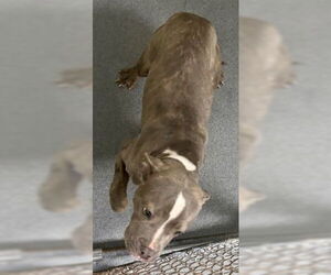 Mutt Dogs for adoption in Glen Allen, VA, USA