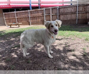 Australian Retriever Dogs for adoption in Plano, TX, USA