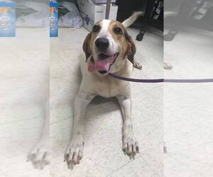 Treeing Walker Coonhound Dogs for adoption in Clarkesville, GA, USA