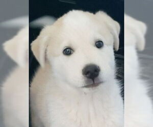 Great Pyrenees-Huskies Mix Dogs for adoption in Lake Forest, CA, USA
