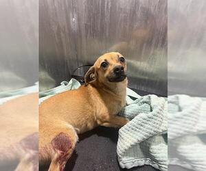 Chihuahua-Unknown Mix Dogs for adoption in San Antonio, TX, USA