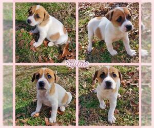 Mutt Dogs for adoption in Blacksburg, SC, USA
