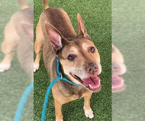 German Shepherd Dog Dogs for adoption in Fayetteville, NC, USA