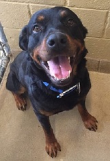 Rottweiler Dogs for adoption in Canon City, CO, USA