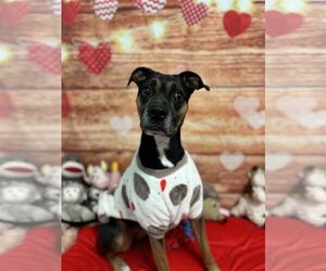 Boxador Dogs for adoption in Harrisville, WV, USA