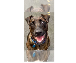 Medium Photo #8 Mutt Puppy For Sale in Greenbelt, MD, USA