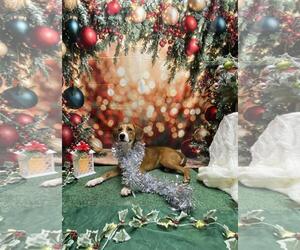 Beagle-Unknown Mix Dogs for adoption in Doylestown, PA, USA