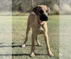 Mastiff Dogs for adoption in PIPE CREEK, TX, USA