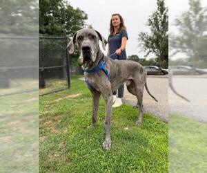 Great Dane Dogs for adoption in Boston, MA, USA