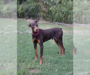 Doberman Pinscher Dogs for adoption in Social Circle, GA, USA