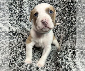 American Pit Bull Terrier-Australian Shepherd Mix Dogs for adoption in OKLAHOMA CITY, OK, USA