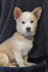 Medium Photo #6 Shiba Inu-Unknown Mix Puppy For Sale in Palo Alto, CA, USA