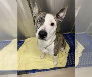 Mutt Dogs for adoption in Fairbanks, AK, USA