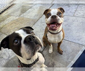 Boston Terrier Dogs for adoption in Huntington Beach, CA, USA